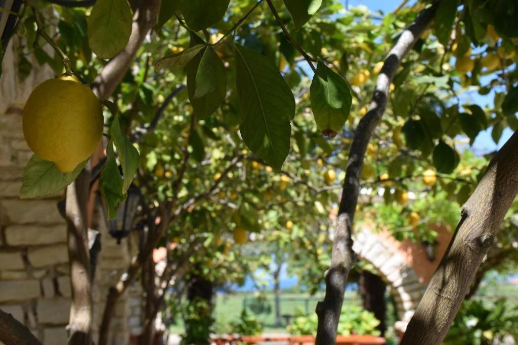 Novigrad Istria Apartmani Ritosa מראה חיצוני תמונה